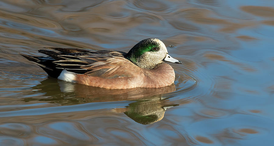 American Wigeon Photograph by Gary Langley