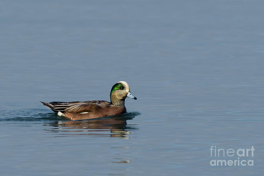 Seattle Photograph - American Wigeon Male on Puget Sound by Nancy Gleason