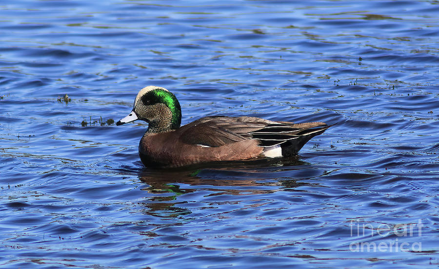 American Wigeon Photograph - American Wigeon, Migrating Bird In St. Marks National Wildlife Refuge by Felix Lai American Wigeon Photograph - American Wigeon, Migrating Bird In St. Marks National Wildlife Refuge by Felix Lai