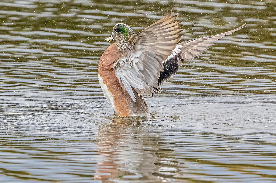 American Wigeon Stretching #2 Photograph by Morris Finkelstein - Pixels