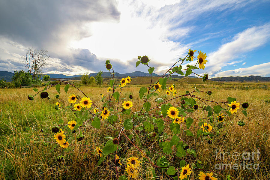 American Wild Sunflowers Photograph by Shirley Dutchkowski