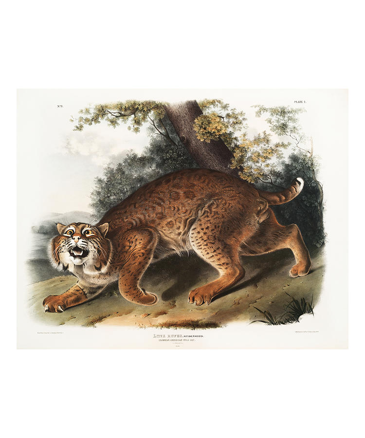 American Wildcat, Lynx. John Woodhouse Audubon Mixed Media by World Art Collective