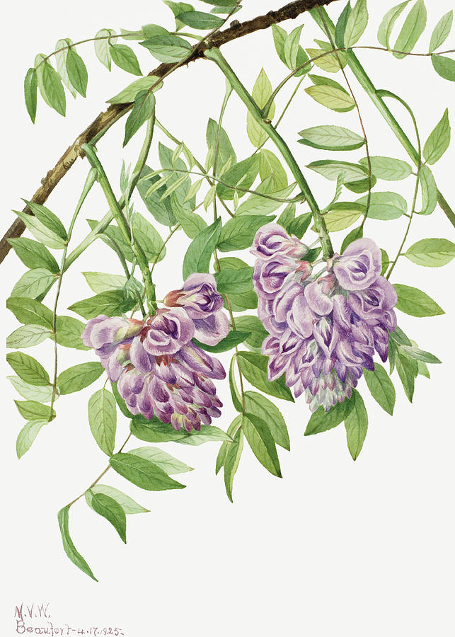 American Wisteria by Mary Vaux Walcott. Painting by World Art Collective