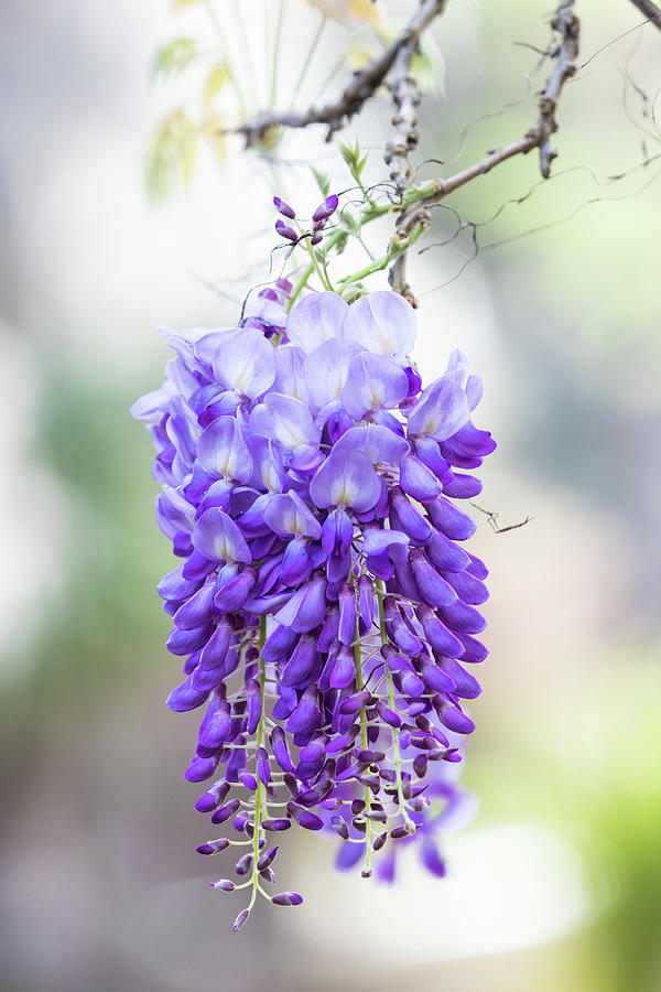 American Wisteria Photograph By Joseph Hawk Fine Art America