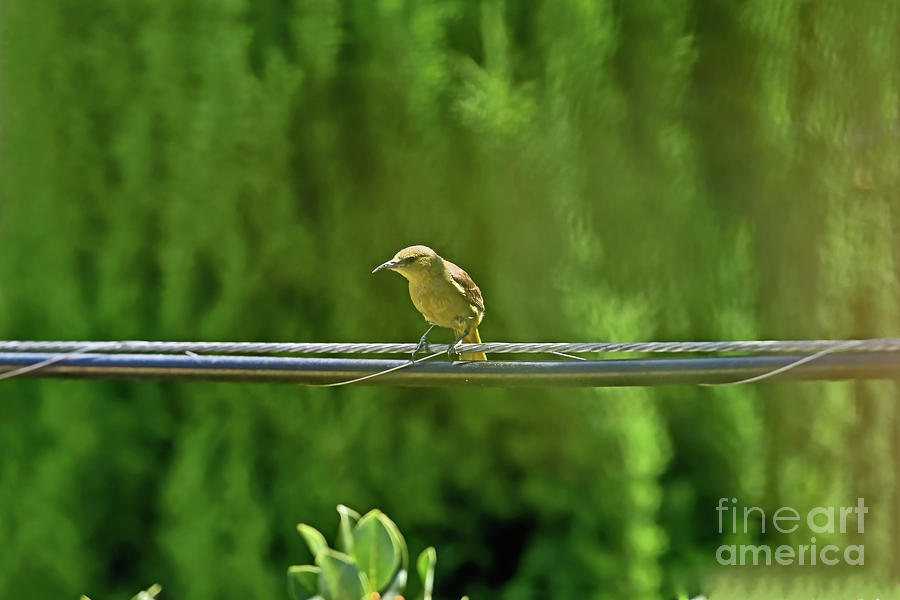 American yellow warbler Photograph by Amazing Action Photo Video