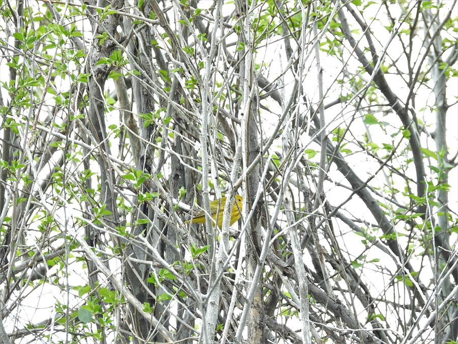 American Yellow Warbler Hiding Photograph by Amanda R Wright