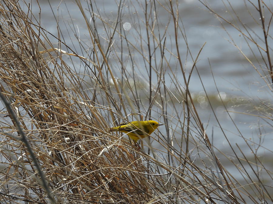 American Yellow Warbler on the Lake Shore Photograph by Amanda R Wright