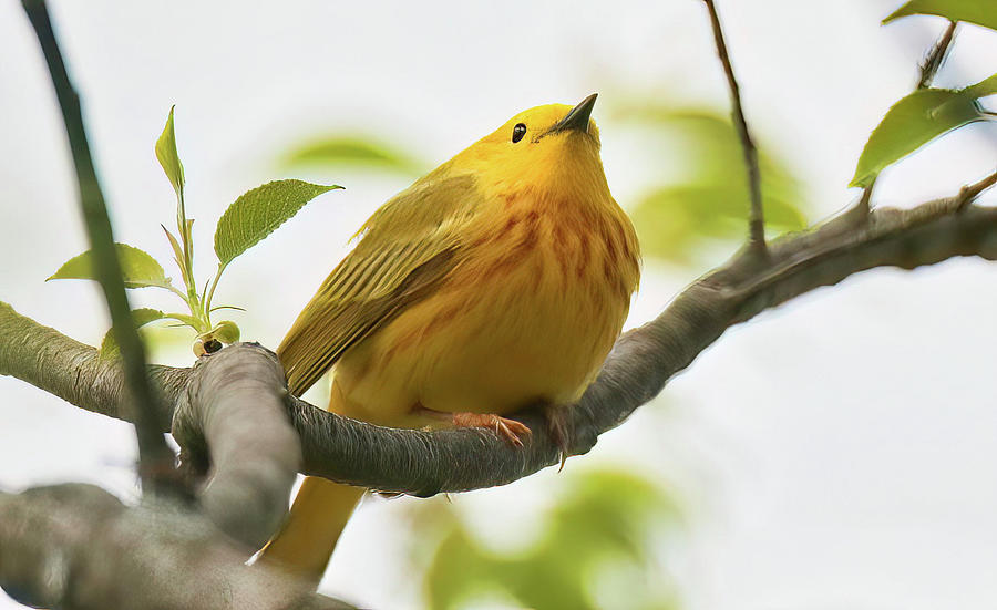 American yellow warbler Photograph by Robert Klopp - Fine Art America