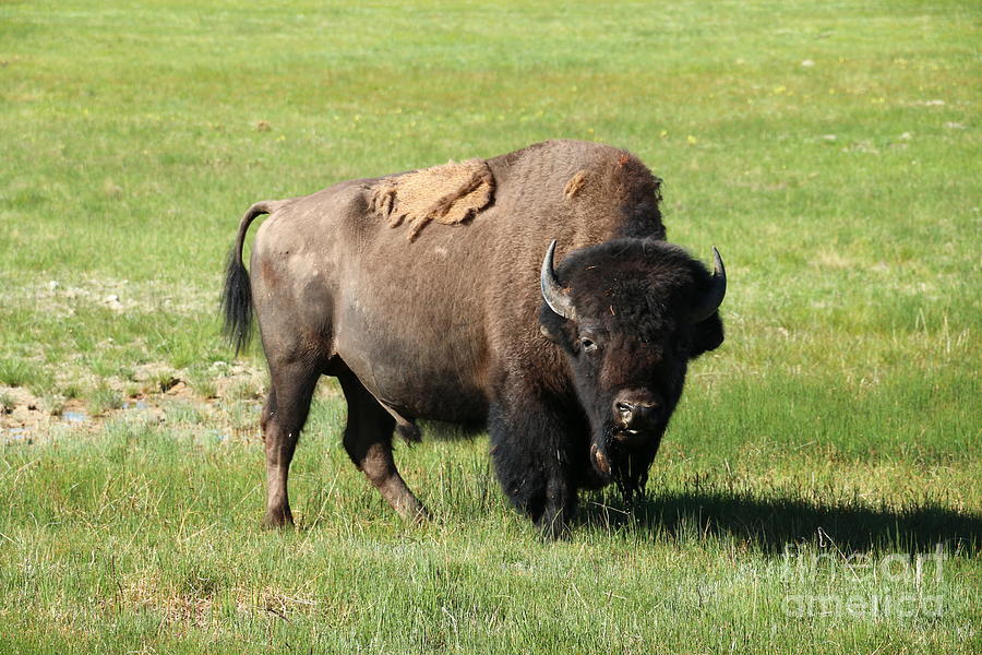 American Bison #2 Photograph by Christiane Schulze Art And Photography