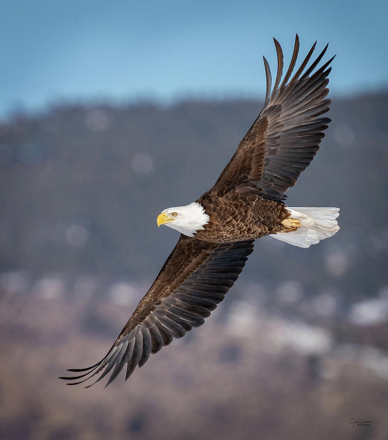 Americas Icon -- the Bald Eagle Photograph by Judi Dressler