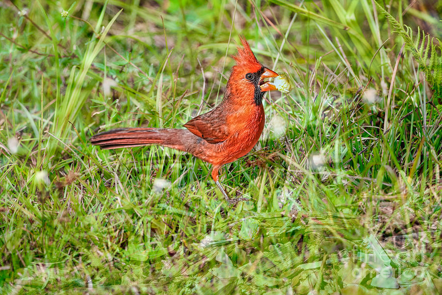 Americas Songbird Photograph by Judy Kay