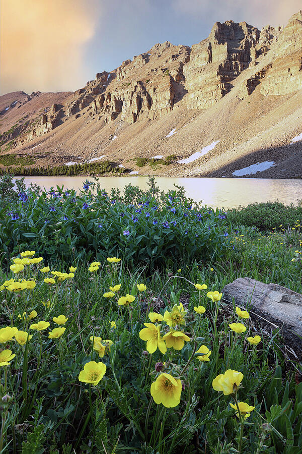 Mountain Photograph - Amethyst Lake Sunset and Wildflowers - High Uinta Wilderness by Brett Pelletier