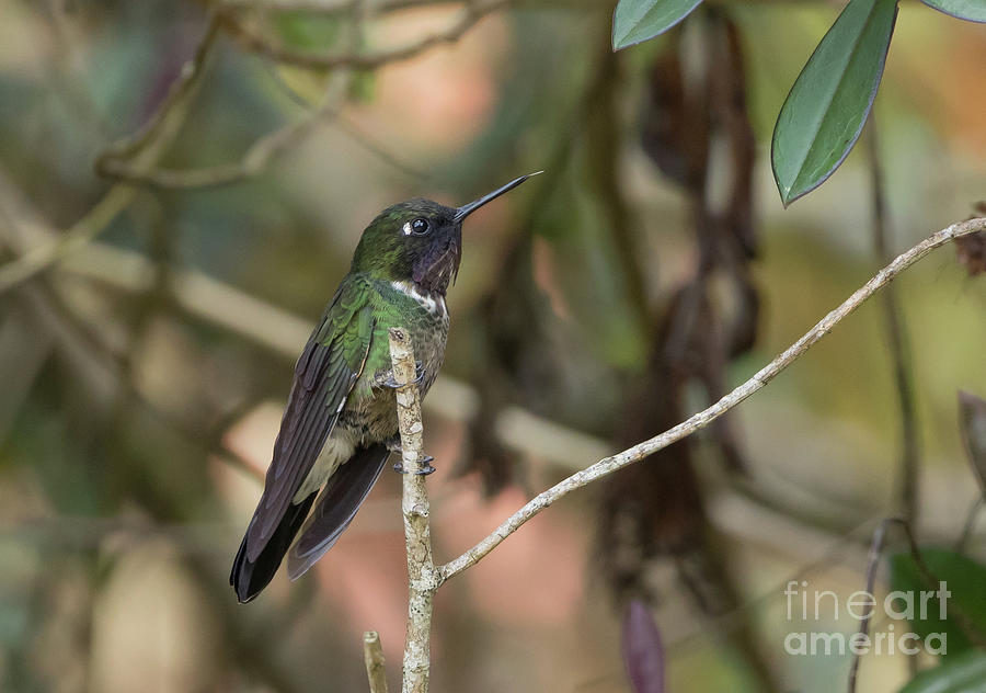 Hummingbird Photograph - Amethyst-Throated Sunangel by Eva Lechner