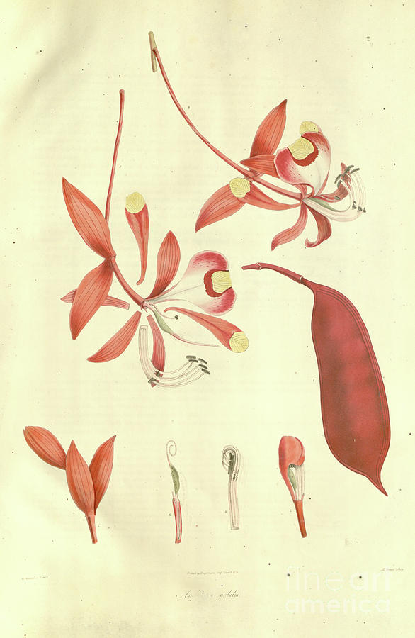 Nature Photograph - Amherstia nobilis the Pride of Burma b2 by Historic illustrations