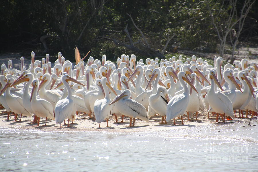 Amirican White Pelican  10,000 Islands Fl Photograph