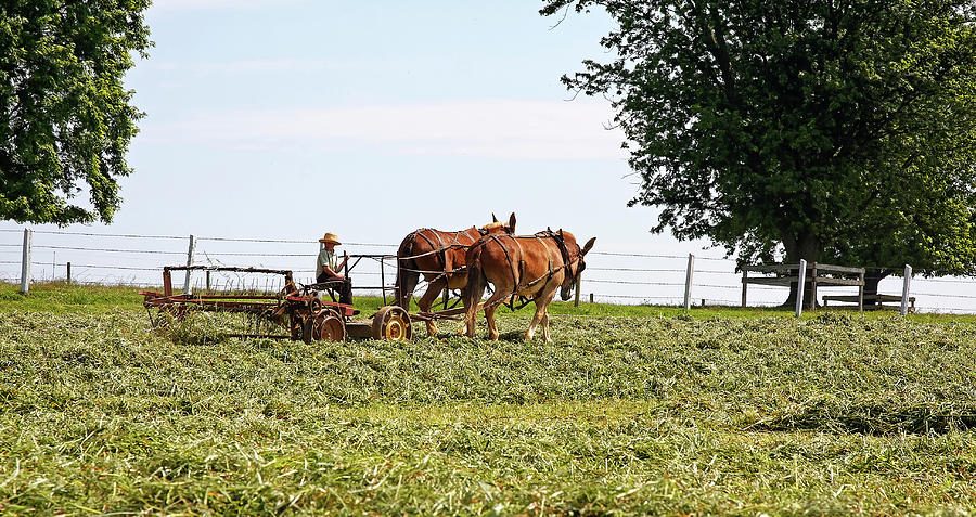 Amish Boy Working Farm Photograph by Sally Weigand