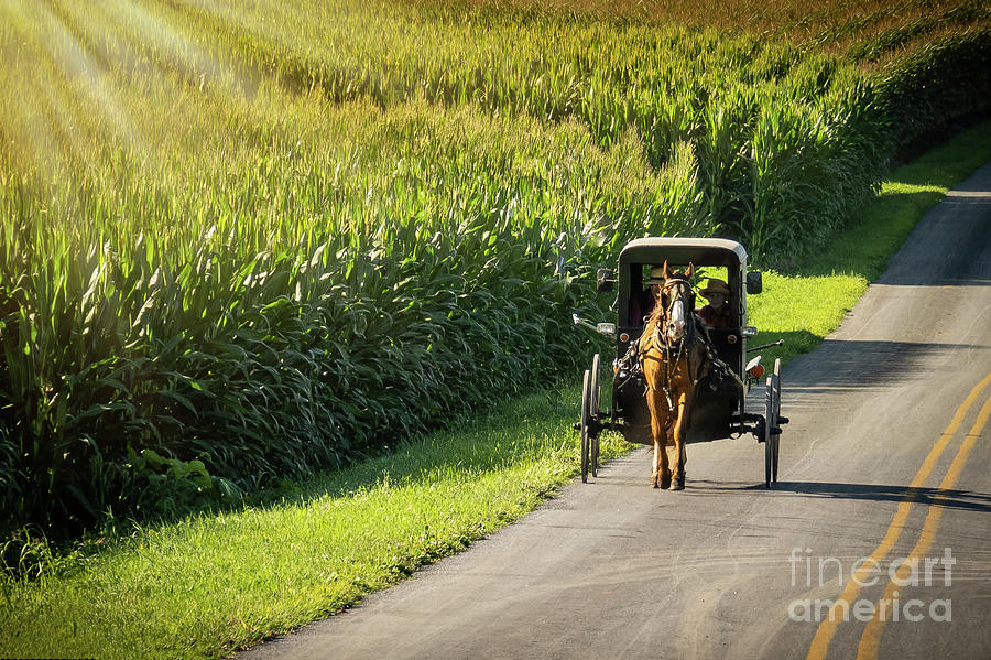 Amish Buggy on a Country Road Photograph by Sturgeon Photography