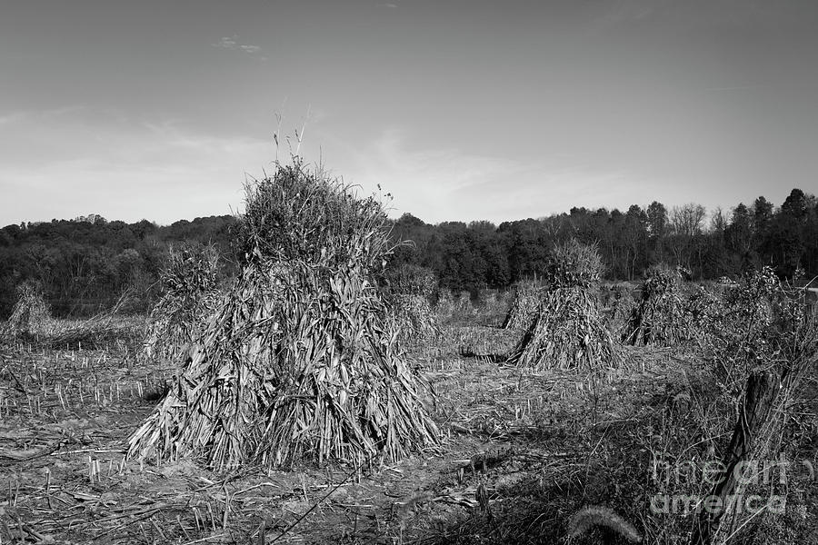 Amish Corn Shocks Photograph By Brian Mollenkopf Fine Art America 0837