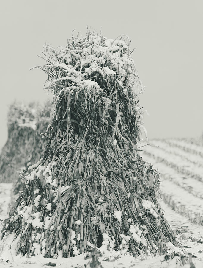 Amish Cornstalks In Winter Photograph by Dan Sproul