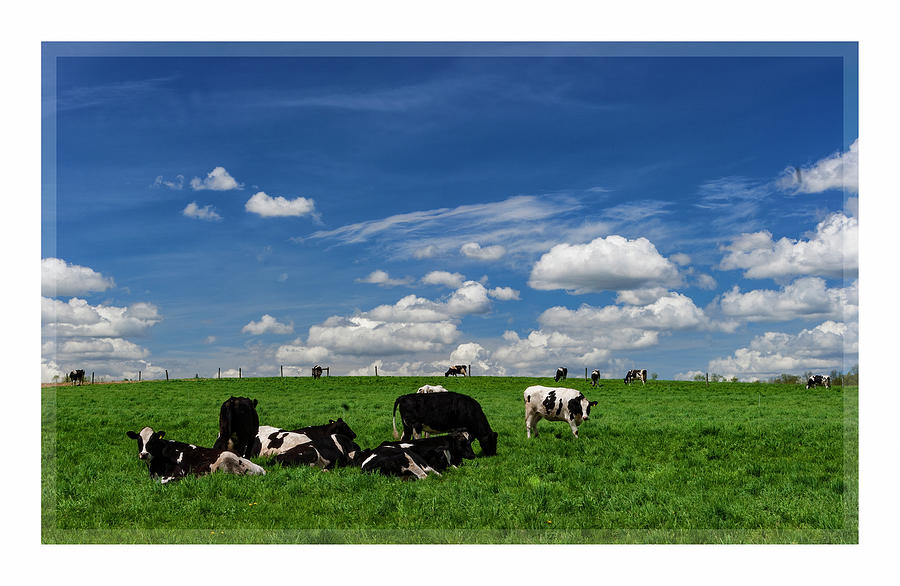 Amish Cows Photograph by ARTtography by David Bruce Kawchak
