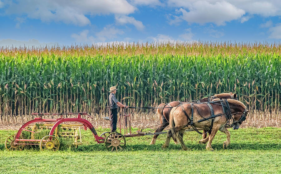 Amish Farm Work in Lancaster County Photograph by Marcy Wielfaert