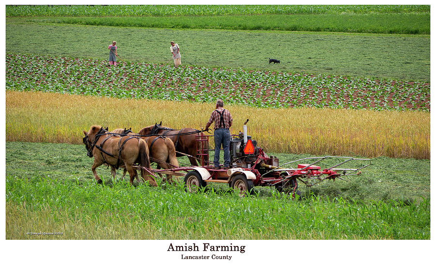 Amish Farming Photograph by David Speace