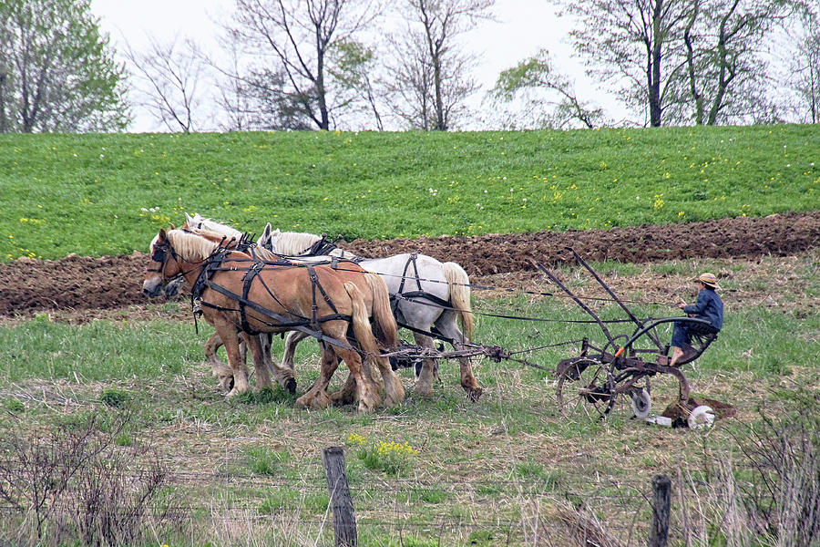 Amish Four-Horse Hitch Photograph by Linda Goodman