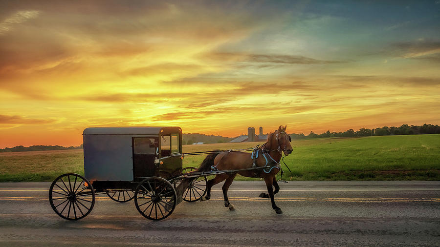 Amish Horse and Buggy at Sunset - Lancaster County, PA Photograph by Susan Rissi Tregoning