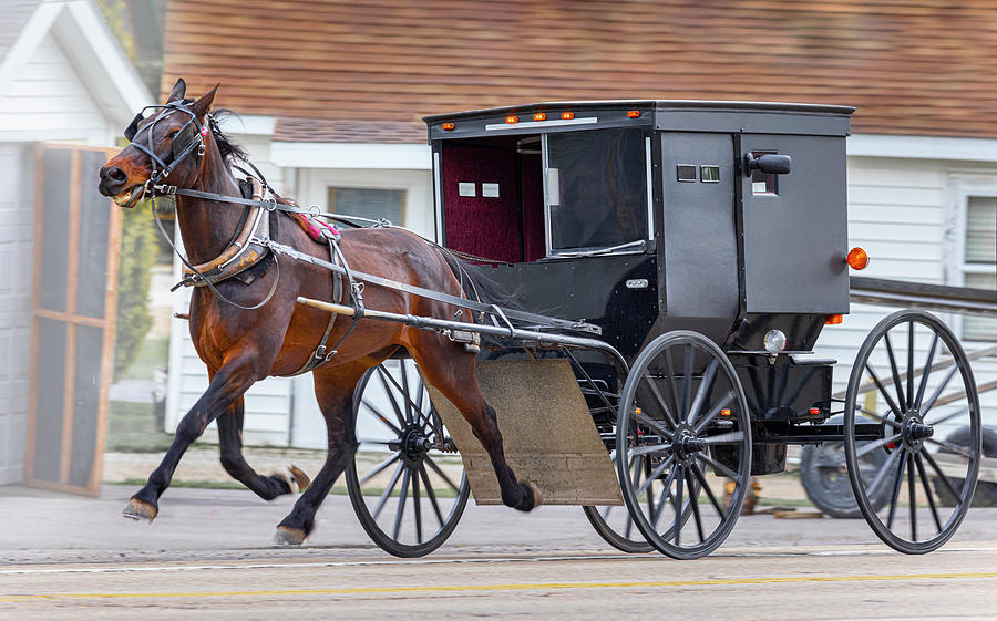 Amish horse-drawn carriage galloping to church on Sunday morning ...