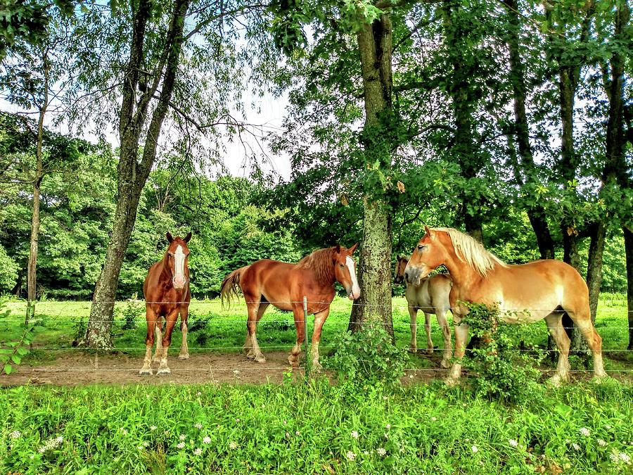 Amish Horses In Field Photograph by Daniel Paden - Fine Art America