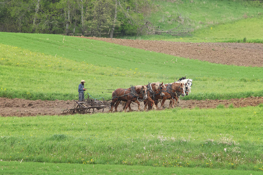 Amish Life Photograph by Brook Burling