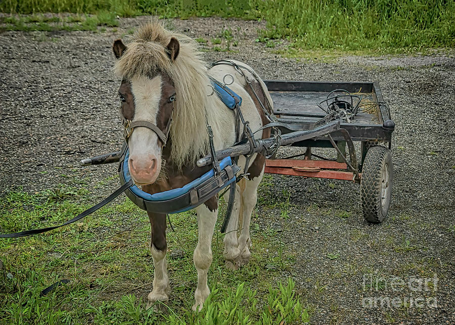 Amish Pony Cart Photograph