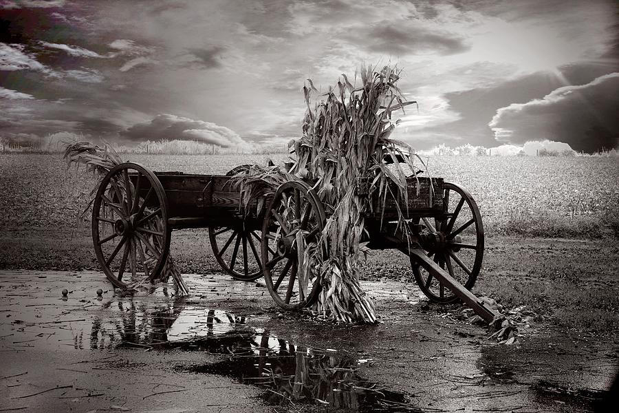 Amish Wagon Photograph