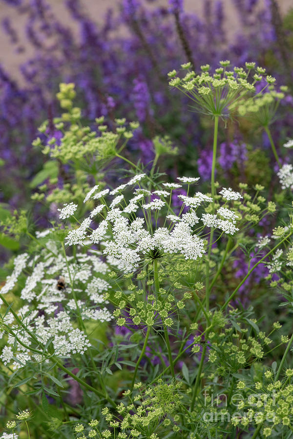 Ammi Majus in a Garden Border in June  Photograph by Tim Gainey