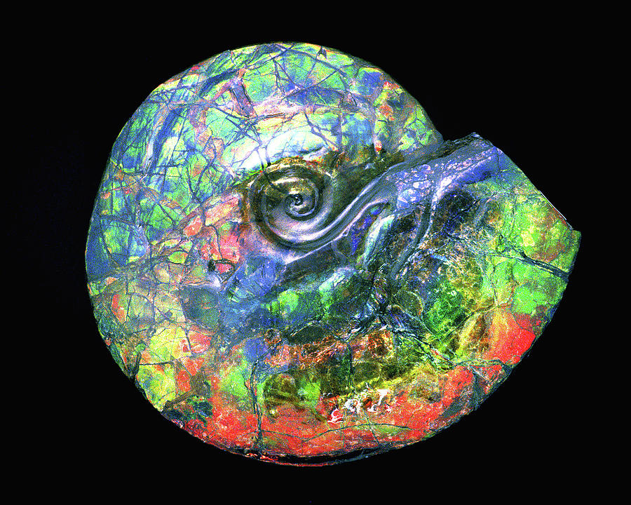 Abstract Photograph - Ammonite Eye by Douglas Taylor