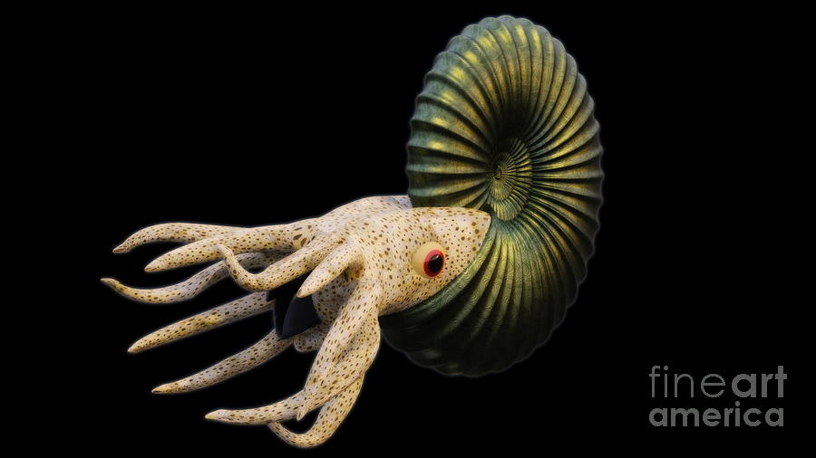 Ammonoid reconstruction Digital Art by Daniel Andres Moron Alfonso ...