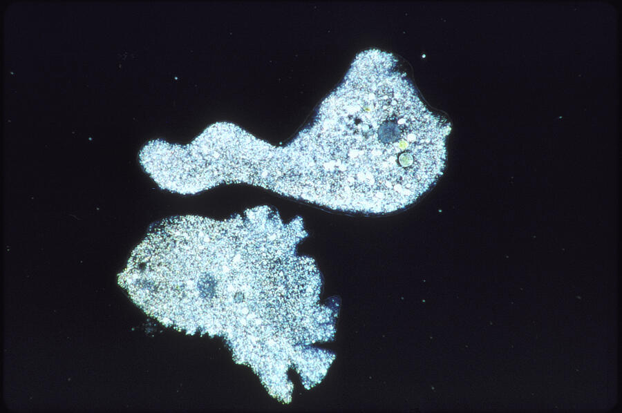 Amoeba Amoeba Sp. After Dividing Photograph by Oxford Scientific Amoeba Amoeba Sp. After Dividing Photograph by Oxford Scientific