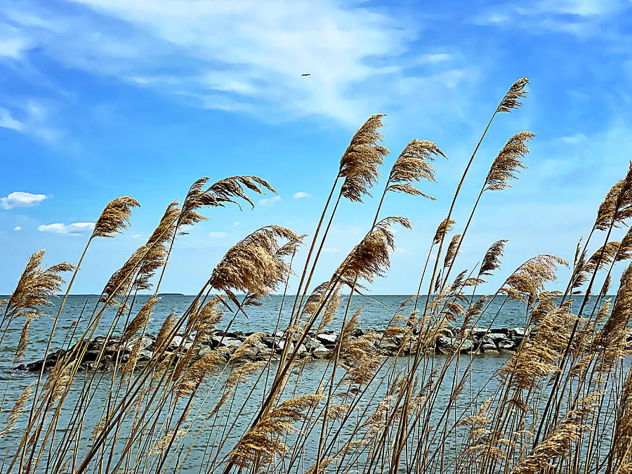 Among the Reeds on the Chesapeake Photograph by Jill Love