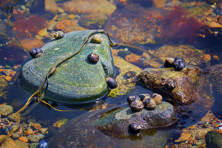 Among the Rocks - Tidal Pool Photograph by Nikolyn McDonald