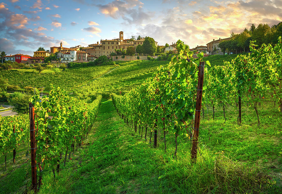 Among the vineyards in Neive village Photograph by Stefano Orazzini