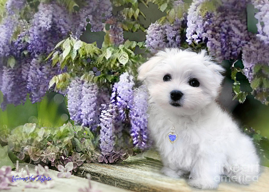 Maltese Puppy Mixed Media - Among the Wisteria by Morag Bates