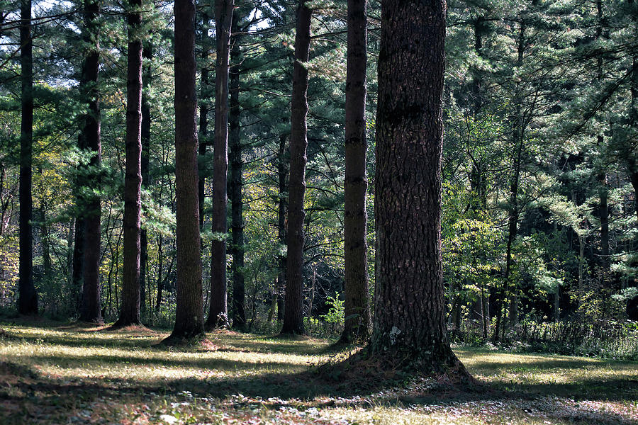 Amongst the Pines Photograph by American Landscapes