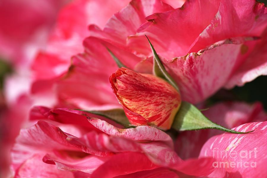 Nature Photograph - Amongst The Rose Petals by Joy Watson