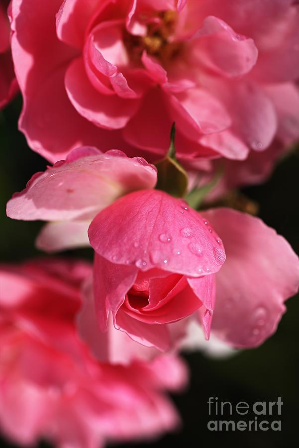 Amongst The Roses Photograph by Joy Watson