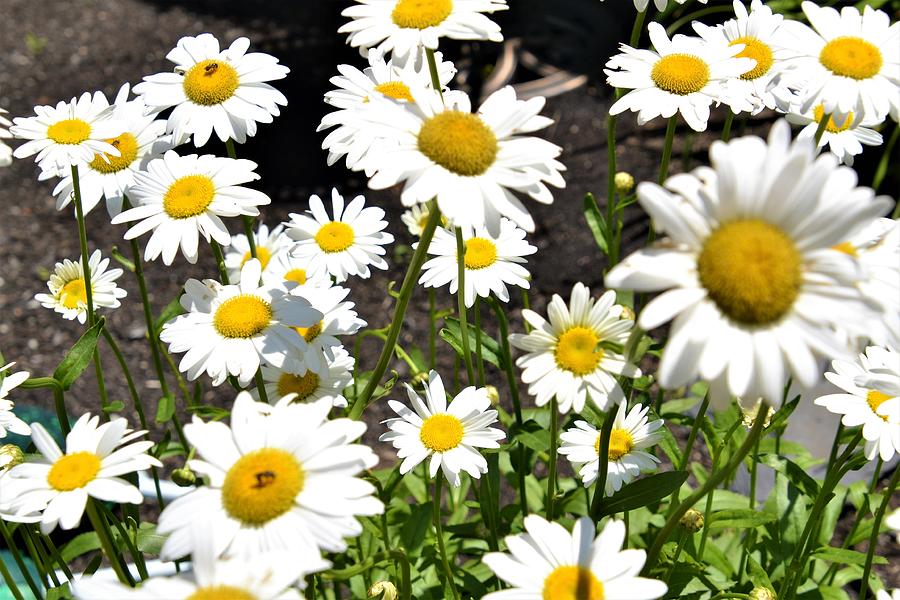 Amongst the Wildflowers Photograph by Warren LaBaire Photography - Fine ...