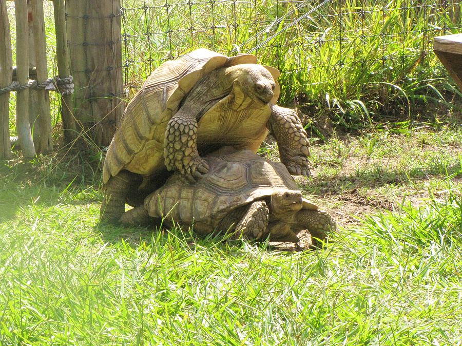Amorous Tortoises Photograph by World Reflections By Sharon