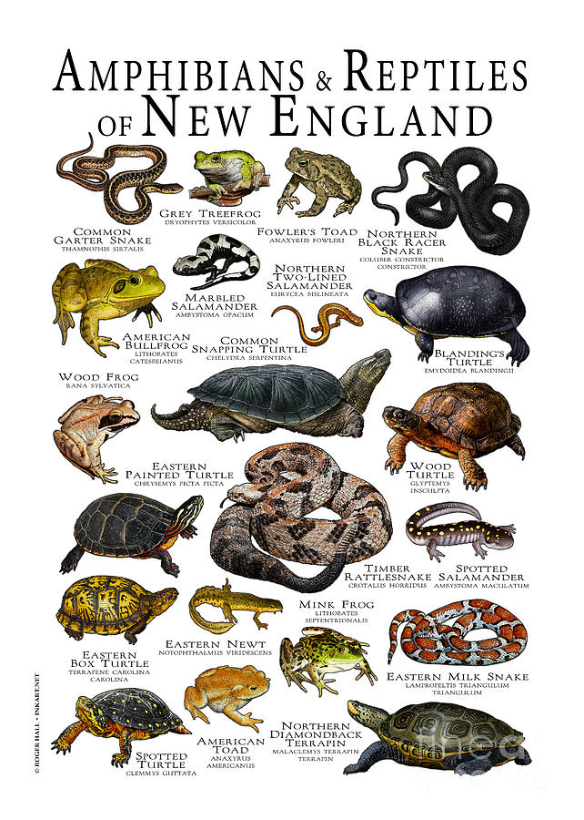 Amphibians and Reptiles of New England Photograph by Roger Hall