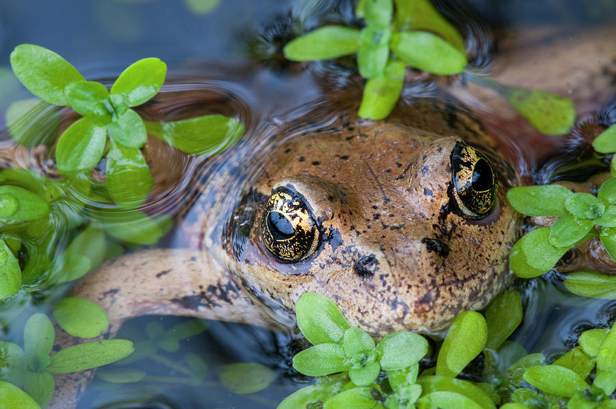 Amphibious Eyes Photograph by Robert Potts