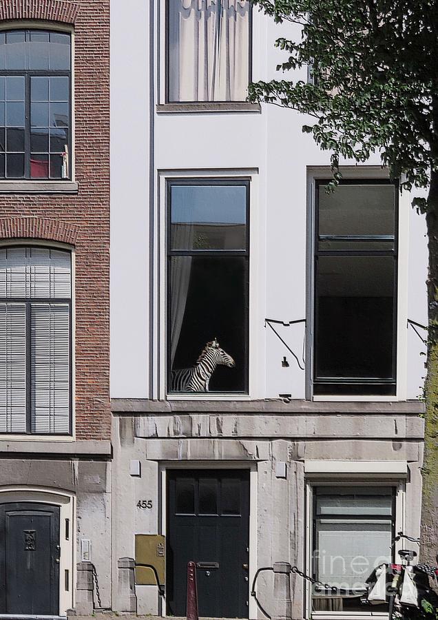 Amsterdam Resident Photograph by Diana Rajala