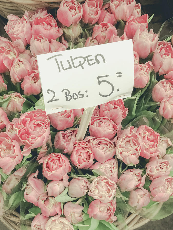 Tulip Photograph - Amsterdam Tulips by Georgia Clare